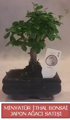 Kk grsel bonsai japon aac bitkisi  Bursa iek gnder osmangazi iek , ieki , iekilik 