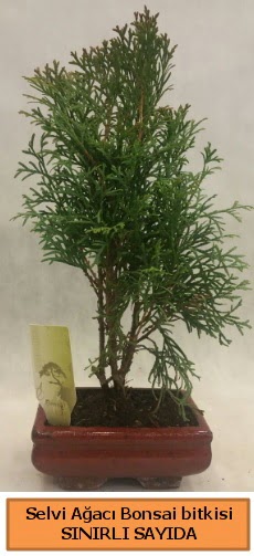 Selvi aac bonsai japon aac bitkisi  Bursa iek gnderme sitesi orhangazi iek sat 