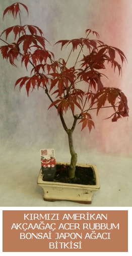 Amerikan akaaa Acer Rubrum bonsai  Bursa iek gnder kestel uluslararas iek gnderme 