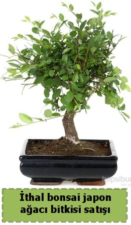 thal bonsai saks iei Japon aac sat  Bursa iek gnder iek yolla nilfer nternetten iek siparii 