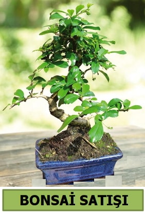 am bonsai japon aac sat  Bursa iek gnderme sitesi orhangazi iek sat 