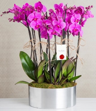 11 dall mor orkide metal vazoda  Bursa iek gnder osman gazi iek gnderme sitemiz gvenlidir 
