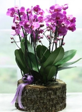 Ktk ierisinde 6 dall mor orkide  Bursa iek gnder ucuz iek gnder 
