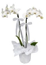 2 dall beyaz orkide  Bursa iek gnderme sitesi gemlik gvenli kaliteli hzl iek 
