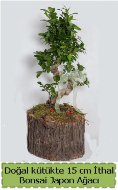 Doal ktkte thal bonsai japon aac  Bursa iek gnder nilfer iek gnderme 