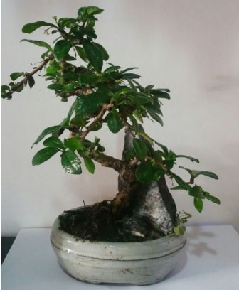 S eklinde ithal bonsai aac  Bursa iek gnderme sitesi karacabey iek yolla 