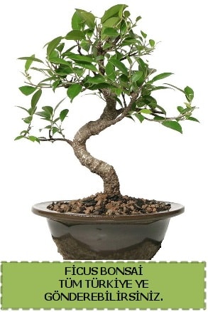 Ficus bonsai  Bursa iek gnder osman gazi iek gnderme sitemiz gvenlidir 