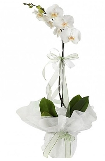 Tekli Beyaz Orkide  Bursa iek gnder nilfer hediye iek yolla 