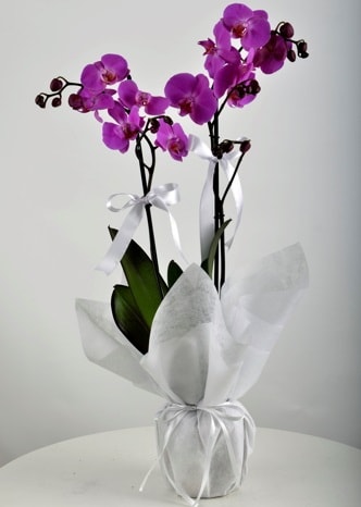 ift dall saksda mor orkide iei  Bursa iek gnderme sitesi nilfer iek siparii vermek 