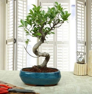 Amazing Bonsai Ficus S thal  Bursa iek gnder orhangazi internetten iek siparii 