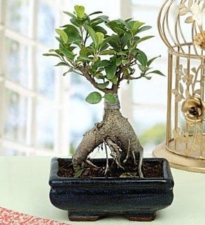 Appealing Ficus Ginseng Bonsai  Bursa iek gnderme sitesi nilfer anneler gn iek yolla 