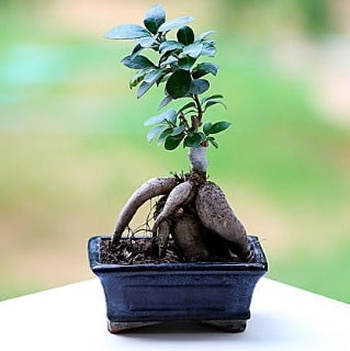 Marvellous Ficus Microcarpa ginseng bonsai  Bursa iek gnderme sitesi nilfer iek siparii vermek 