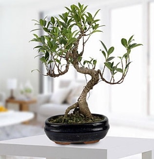 Gorgeous Ficus S shaped japon bonsai  Bursa iek gnder byk orhan yurtii ve yurtd iek siparii 