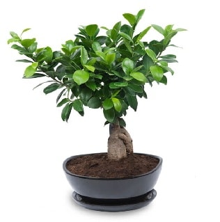 Ginseng bonsai aac zel ithal rn  Bursa iek gnderme sitesi osmangazi internetten iek sat 