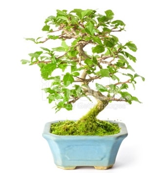 S zerkova bonsai ksa sreliine  Bursa iek gnder iek yolla nilfer nternetten iek siparii 