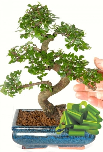 Yaklak 25 cm boyutlarnda S bonsai  Bursa iek gnder mustafa kemal paa iek siparii sitesi 