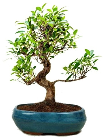 25 cm ile 30 cm aralnda Ficus S bonsai  Bursa iek gnder osman gazi iek gnderme sitemiz gvenlidir 