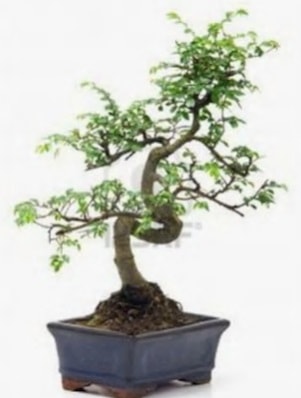 S gvde bonsai minyatr aa japon aac  Bursa iek gnderme sitesi orhangazi iek sat 