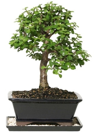 15 cm civar Zerkova bonsai bitkisi  Bursa iek gnder mustafa kemal paa iek siparii sitesi 