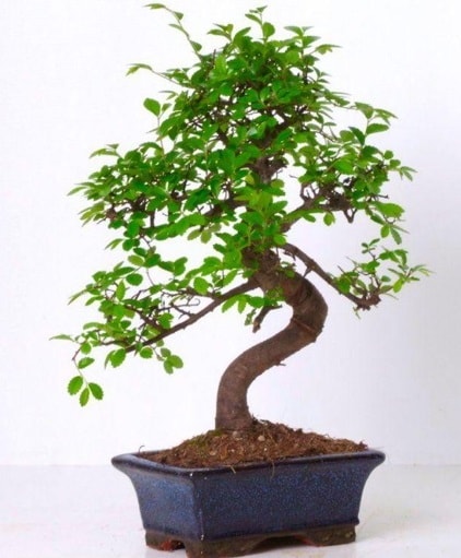 S gvdeli bonsai minyatr aa japon aac  Bursa iek gnder osman gazi iek gnderme sitemiz gvenlidir 